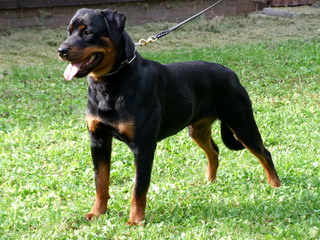 Alba vom Nixstein Alba vom Nixstein